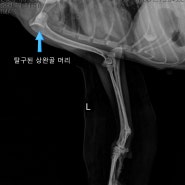 강아지 어깨탈구 비수술적 교정, 탈골 교정 / 마포동물병원