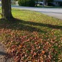 캐나다 단풍국이 시작된 가을