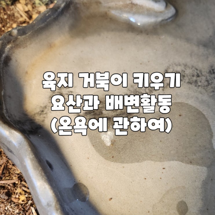 육지 거북이 키우기: 요산과 배변활동 (온욕에 관하여) : 네이버 블로그