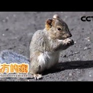 중국 장백산 자연보호구에 관한 중국 CCTV 다큐