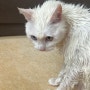 간만 고양이 일상 목욕 후기