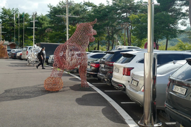 청도 소싸움 경기장에서