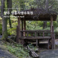 경기도 양주 장흥자생수목원 산림욕 숲멍