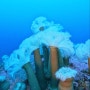 다이브루덴스 - 양양 스쿠버다이빙 깊은바다속 섬유세닐말미잘