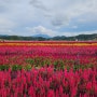 철원 고석정꽃밭 현재 개화상황.