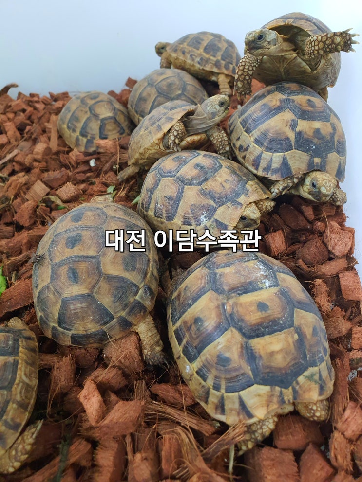 9.4 대전 육지거북/ 이담수족관 육지거북이 입고 실사진 : 네이버 블로그