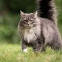 메인쿤 고양이 기본정보::성묘 크기 분양 가격 분양가 털...큰고양이 대형묘 종류