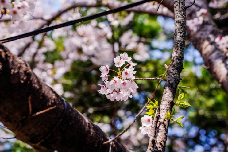 자유공원, 방문할 때마다 만족하는 인천 대표 벚꽃 명소