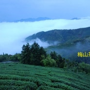 대만고산차(臺灣高山茶)