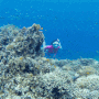 [필리핀]보홀여행 인생바다 돌호비치(돌조비치) 스노클링/펀다이빙/패들보드/핑크선셋