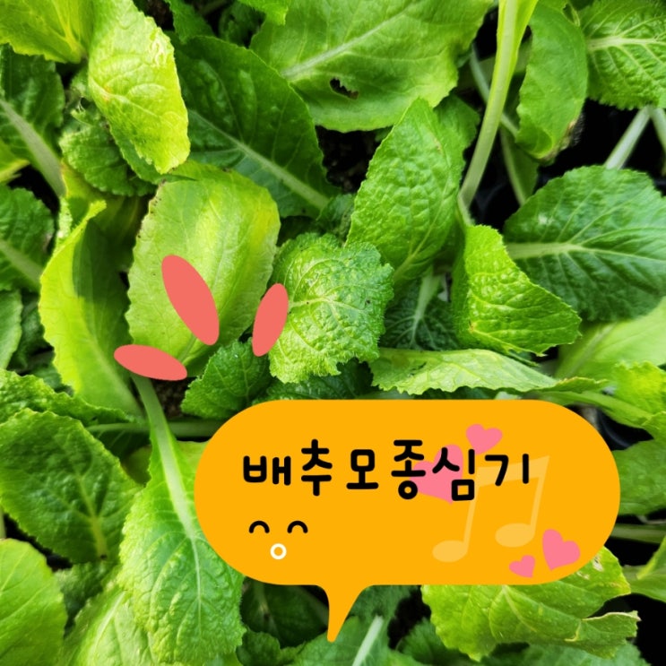 지역별 배추 모종 심는 시기와 재배 방법 : 네이버 블로그