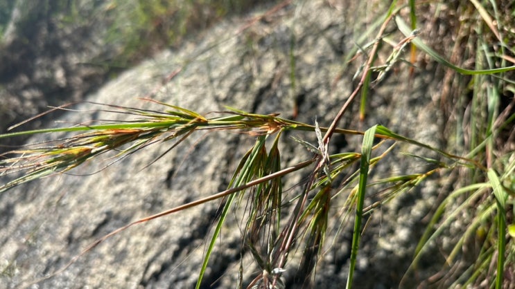 Themeda 솔새 : 네이버 블로그