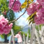 스위스 렌터카 여행 : 브리엔츠 호수 5월의 스위스 겹벚꽃 놀이터 장소 (주차 정보)