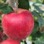 추석 명절 선물세트 사과와 가을 농원