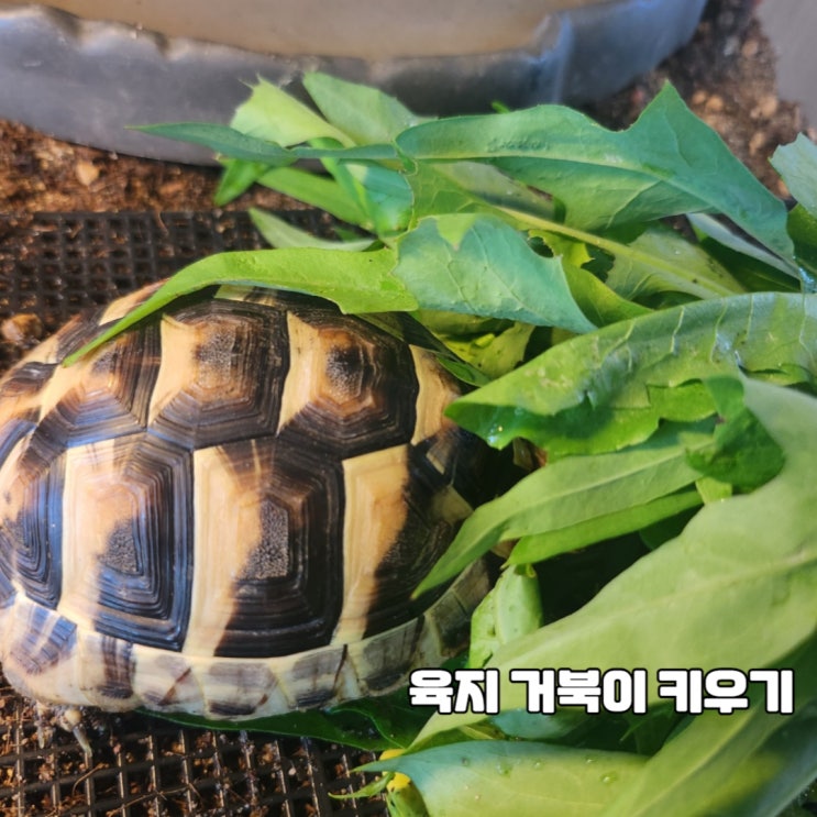 육지 거북이 키우기 먹이 환경 동헤르만 육겁이 하루 : 네이버 블로그