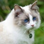 랙돌 고양이 기본정보::입양 분양 가격 성장 털색 수명 크기...렉돌 대형묘 종류 개냥이