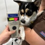 하와이 호놀룰루 공항으로 가는 믹스견 테리 : 강아지 고양이 하와이 데려가는 방법 수입허가서 광견병 항체가 검사 입국 출국 이민 여행 서류 준비 절차 비용