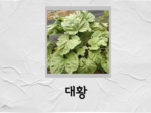 한약재 대황 효능 부작용 주의사항 : 네이버 블로그