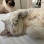 고양이 눈가리고 자는 이유 : 고양이 눈부심, 조명 플리커 현상 (feat. 막내 메이의 잠버릇)