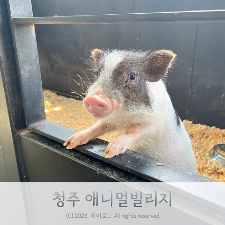 청주 수암골 실내동물원 애니멀빌리지 만족후기!