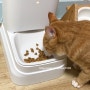 바램펫 밀리 고양이 자동급식기 실제 사용후기