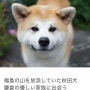 일본의 아키타견_시부야역 앞에 동상이 있는 유명한 秋田犬