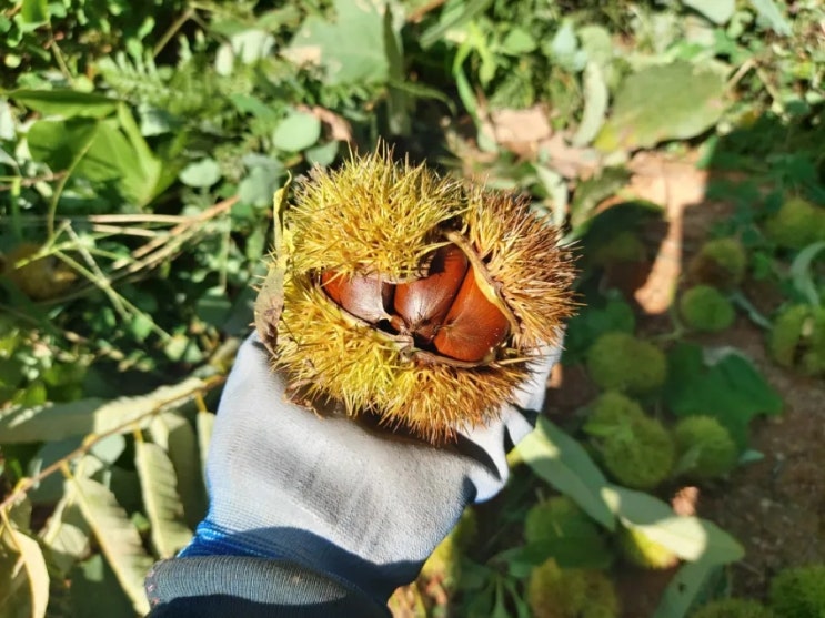알밤 수확 시기 밤 따기 : 네이버 블로그