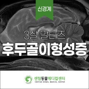 부산 신경외과 동물병원 후두골이형성 COMS 수술 후기 - 24시 센텀동물메디컬센터 연산점