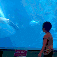 5살 7살 아이랑 오키나와 북부 츄라우미수족관 고래상어 봤어요