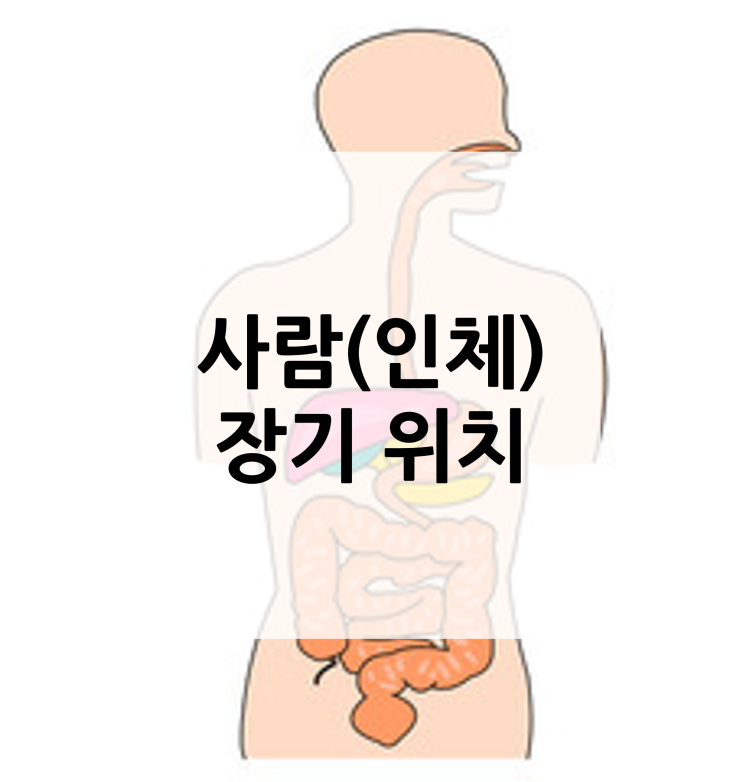 사람(인체) 장기 위치 알아보기 : 네이버 블로그