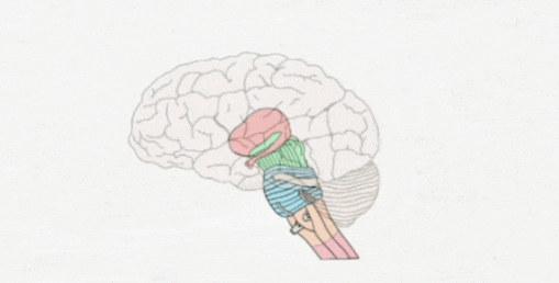 숨뇌(Medulla Oblongata, 연수)에 대한 탐구 : 네이버 블로그