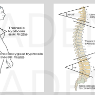 기능 해부학 몸통 뼈대 이상적인 척추 스웨이백 척추만곡