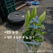 시흥동 꽃집 화원 명문 수족관&화원 : 부모님께 꽃 선물하기 백합, 옥시