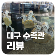 [리뷰] 새로 오픈한 대구 시지 수족관 피쉬갤러리 (feat. 귀요미들 많음)