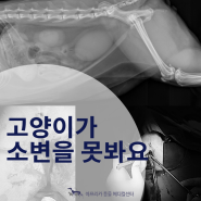 '고양이가 소변을 못봐요' 고양이 요도결석 고양이 요도성형술 [등촌동동물병원 아프리카동물메디컬센터]