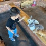 하남 동물 카페 아기랑 요정출몰지역 토끼 먹이주기 체험 (사진많음 주의)