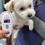 일본 오사카 공항으로 가는 동물검역 절차를 진행중인 비숑프리제 믹스 우유 : 강아지 고양이 일본 데려가는 방법 수입허가서 광견병 항체가 검사 비용