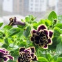 베란다정원 식물일기 흑진주페츄니아 & 아프리칸바이올렛 콘치폴리아 뉴핑크레이디 페페로미아 잎꽂이 번식 성공 모음