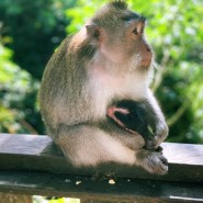 우붓 원숭이숲사원 Monkey forest sanctuary 방문기