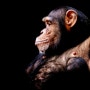 인지가 참으로 어려운 이유. 침팬지랑 98.5퍼센트 가족이라고?