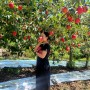 [시댁 문경] 사과 농사 홍로 수확 D-7 🍎