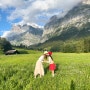 스위스 여행 그린델발트 피르스트 액티비티( 플라이어,마운트 카트,트로이바이크) & 바흐알프제 호수 하이킹!