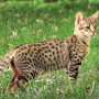 사바나캣 고양이 기본정보::분양 가격 F1 서벌캣 포토 성격 특징 OGUO 대형묘 종류