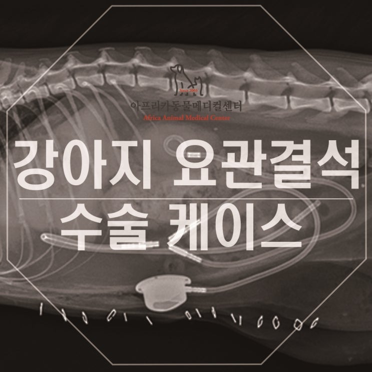 요관결석 수술 대전 24아프리카동물메디컬센터에서 걱정없이 진행 : 네이버 블로그