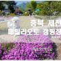 충북제천[제천패밀리애견동반캠핑장] 편한곳이라서 세번째방문