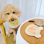 강아지 수제간식 연어 초밥 만들기 알러지 체크하세요!