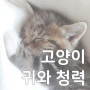 고양이 귀, 청력과 유전 그리고 갈라진 귓바퀴