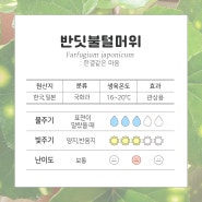 식물별 키우는 방법 : 반딧불털머위