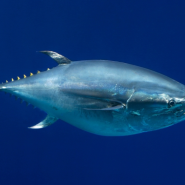 맛있는 맛으로 유명한 귀하고 상징적인 참치 참다랑어(bluefin tuna)