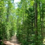 영덕 벌영리 메타쉐콰이어 숲길 초여름 방문해 녹아내리면서 즐긴 후기